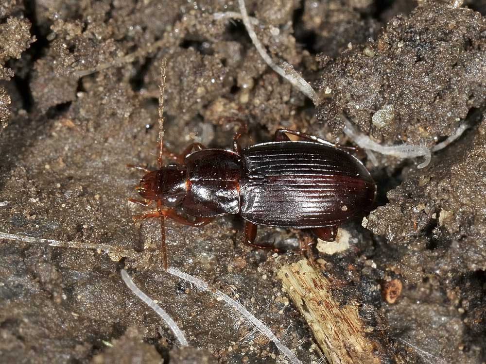 Pterostichus? no, Platyderus rufus transalpinus